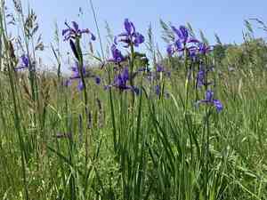 Blue iris(Iris spuria)