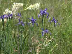 Blue iris(Iris spuria)