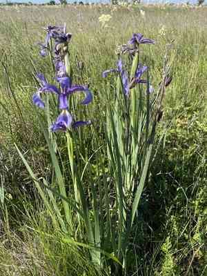 Blue iris(Iris spuria)