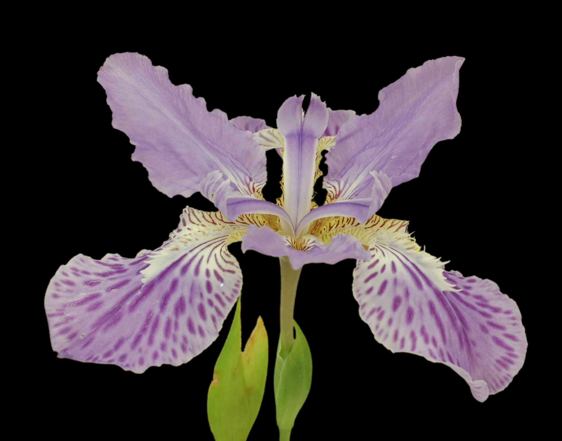 Wall iris(Iris tectorum)