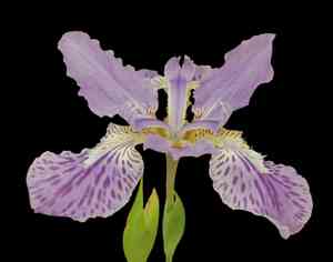 Wall iris(Iris tectorum)