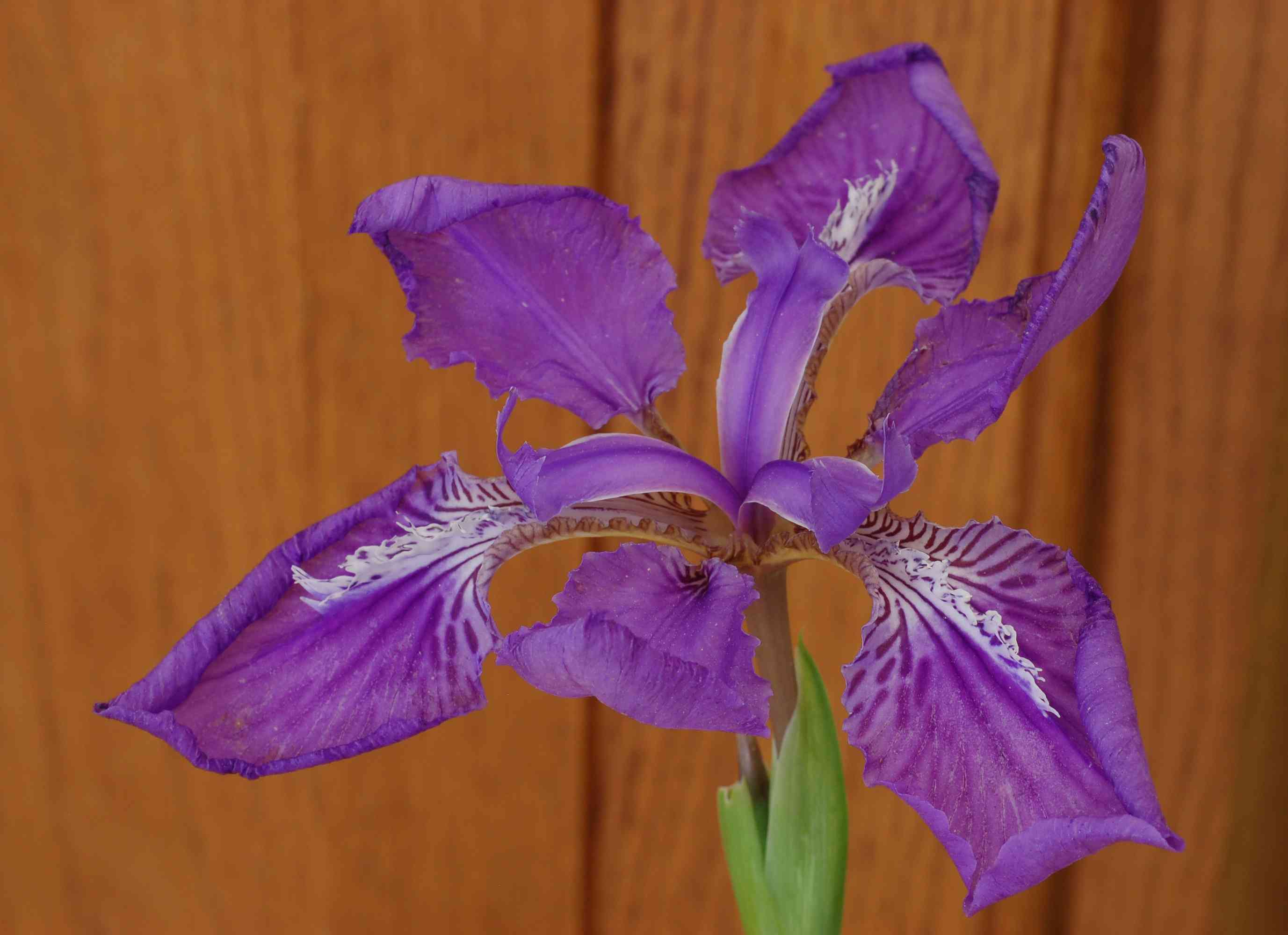 Wall iris(Iris tectorum)