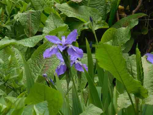 Wall iris(Iris tectorum)