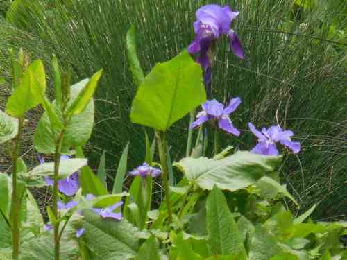 Wall iris(Iris tectorum)
