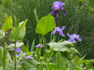 Wall iris(Iris tectorum)