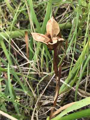 Toughleaf iris(Iris tenax)