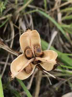 Toughleaf iris(Iris tenax)