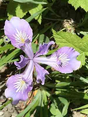 Toughleaf iris(Iris tenax)