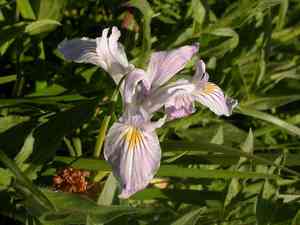 Toughleaf iris(Iris tenax)