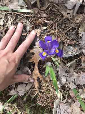 Dwarf violet iris(Iris verna)