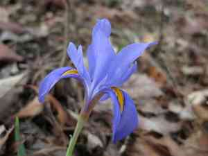 Dwarf violet iris(Iris verna)