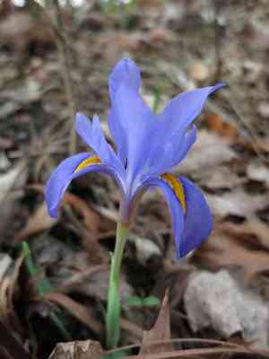 Dwarf violet iris(Iris verna)