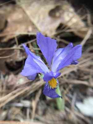 Dwarf violet iris(Iris verna)