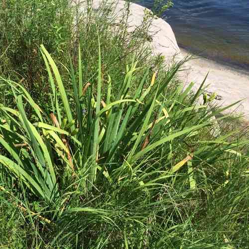 Northern blue flag iris(Iris versicolor)
