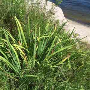 Northern blue flag iris(Iris versicolor)