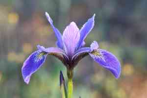Northern blue flag iris(Iris versicolor)