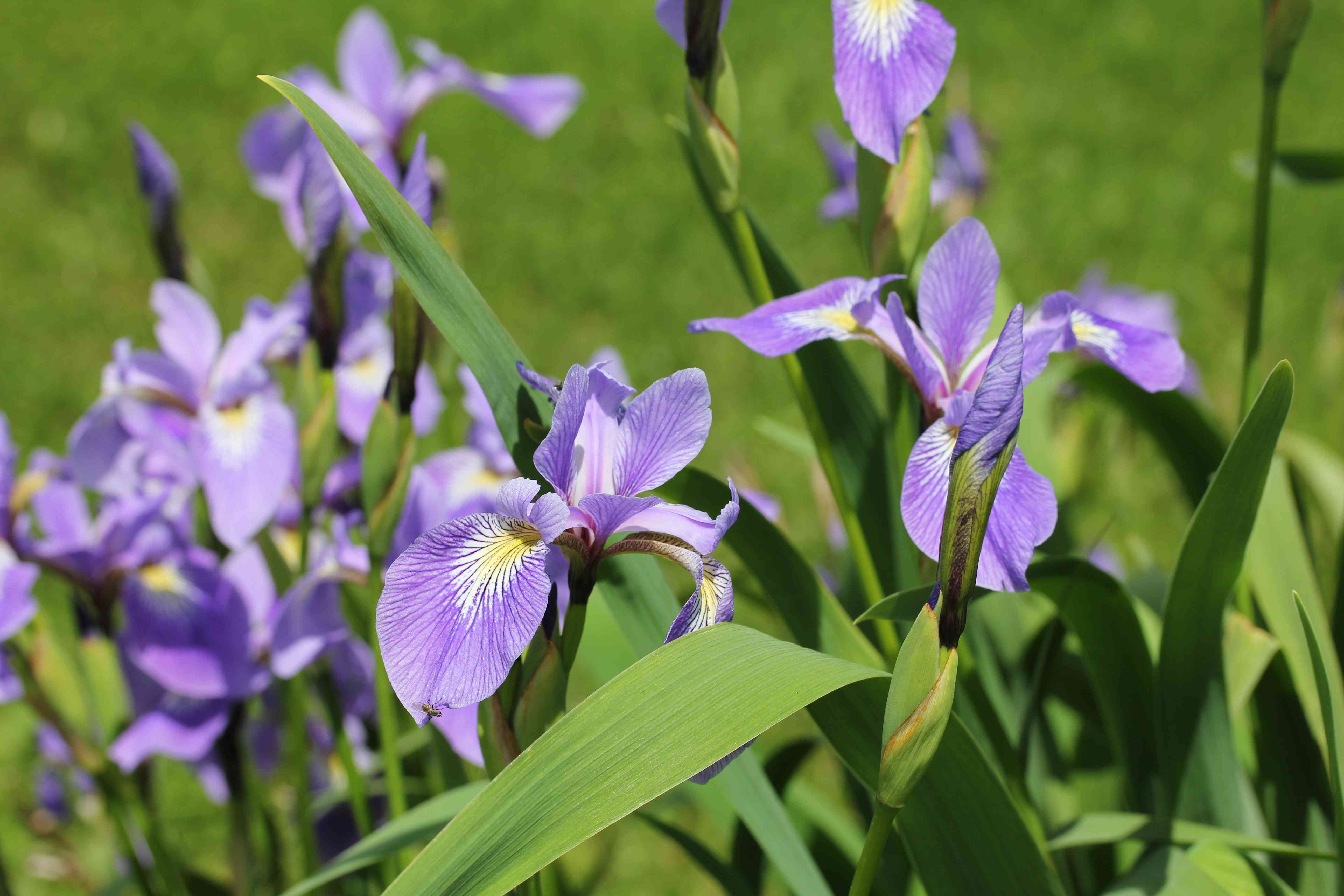 Northern blue flag iris(Iris versicolor)