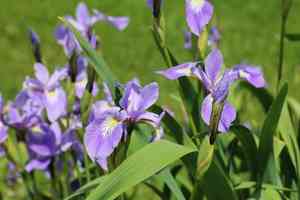 Northern blue flag iris(Iris versicolor)