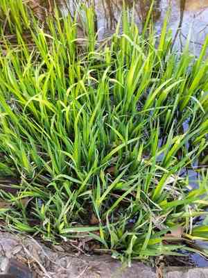Irises (Iris)(Iris)