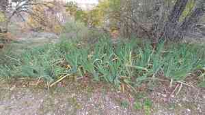 Irises (Iris)(Iris)