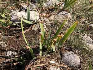 Irises (Iris)(Iris)