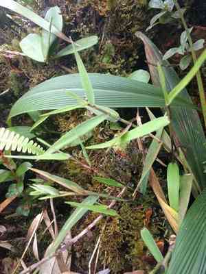 Ridgetop bloodgrass(Isachne distichophylla)