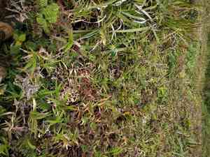 Ridgetop bloodgrass(Isachne distichophylla)