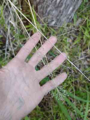 Ridgetop bloodgrass(Isachne distichophylla)