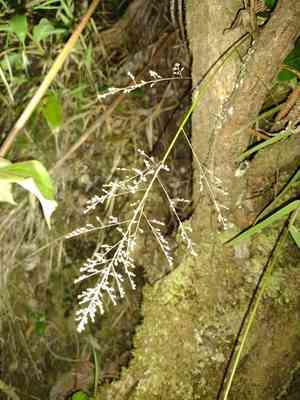Ridgetop bloodgrass(Isachne distichophylla)