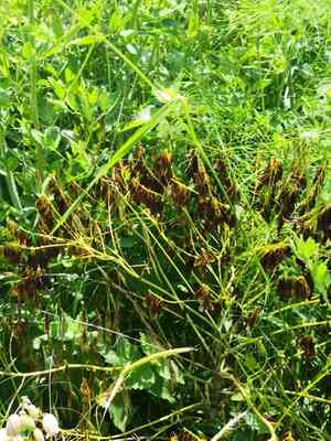Dyer's woad(Isatis tinctoria)