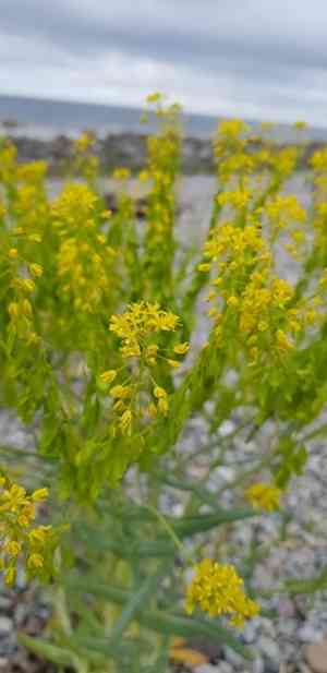 Dyer's woad(Isatis tinctoria)
