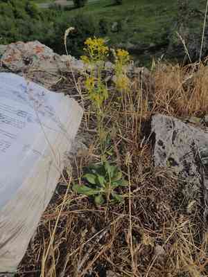 Dyer's woad(Isatis tinctoria)