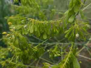Dyer's woad(Isatis tinctoria)