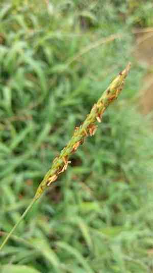 Batiki bluegrass(Ischaemum aristatum)