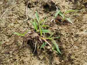Batiki bluegrass(Ischaemum aristatum)