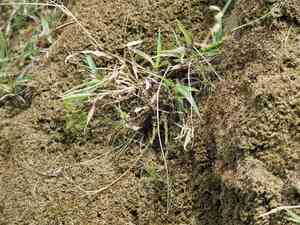 Batiki bluegrass(Ischaemum aristatum)