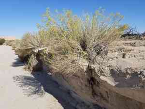 Alkali jimmyweed(Isocoma acradenia)