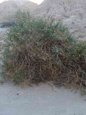 Alkali jimmyweed(Isocoma acradenia)
