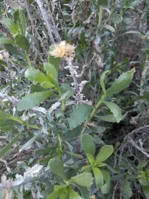 Alkali jimmyweed(Isocoma acradenia)