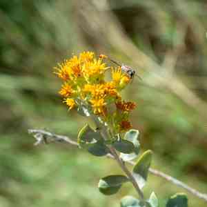 Alkali jimmyweed(Isocoma acradenia)