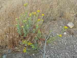 Menzies' goldenbush(Isocoma menziesii)