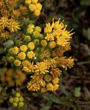 Menzies' goldenbush(Isocoma menziesii)