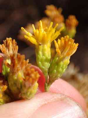 Menzies' goldenbush(Isocoma menziesii)