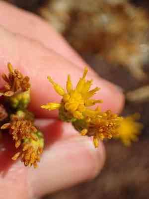 Menzies' goldenbush(Isocoma menziesii)