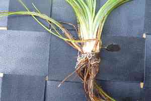 Spring quillwort(Isoetes echinospora)