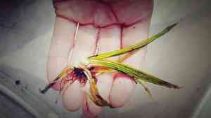 Spring quillwort(Isoetes echinospora)