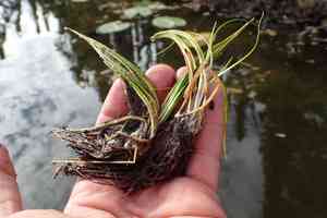 Spring quillwort(Isoetes echinospora)