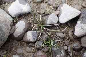 Spring quillwort(Isoetes echinospora)