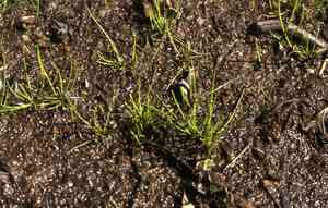 Lake quillwort(Isoetes lacustris)