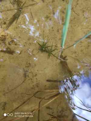 Lake quillwort(Isoetes lacustris)